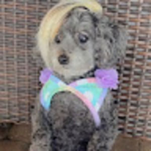 Meet your Posher, Jules